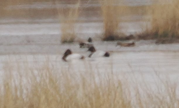 Fuligule à dos blanc - ML646949057