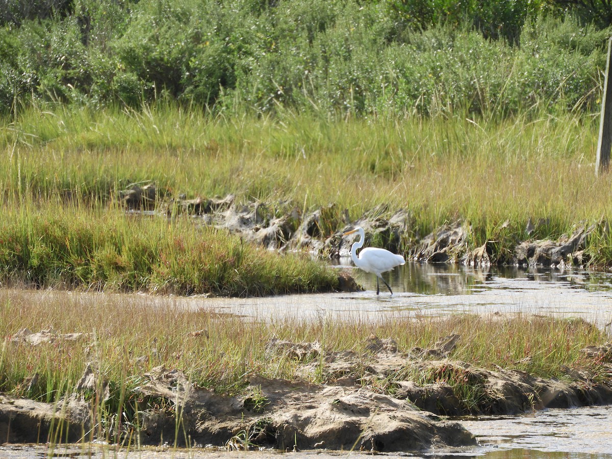 Great Egret - ML646949059