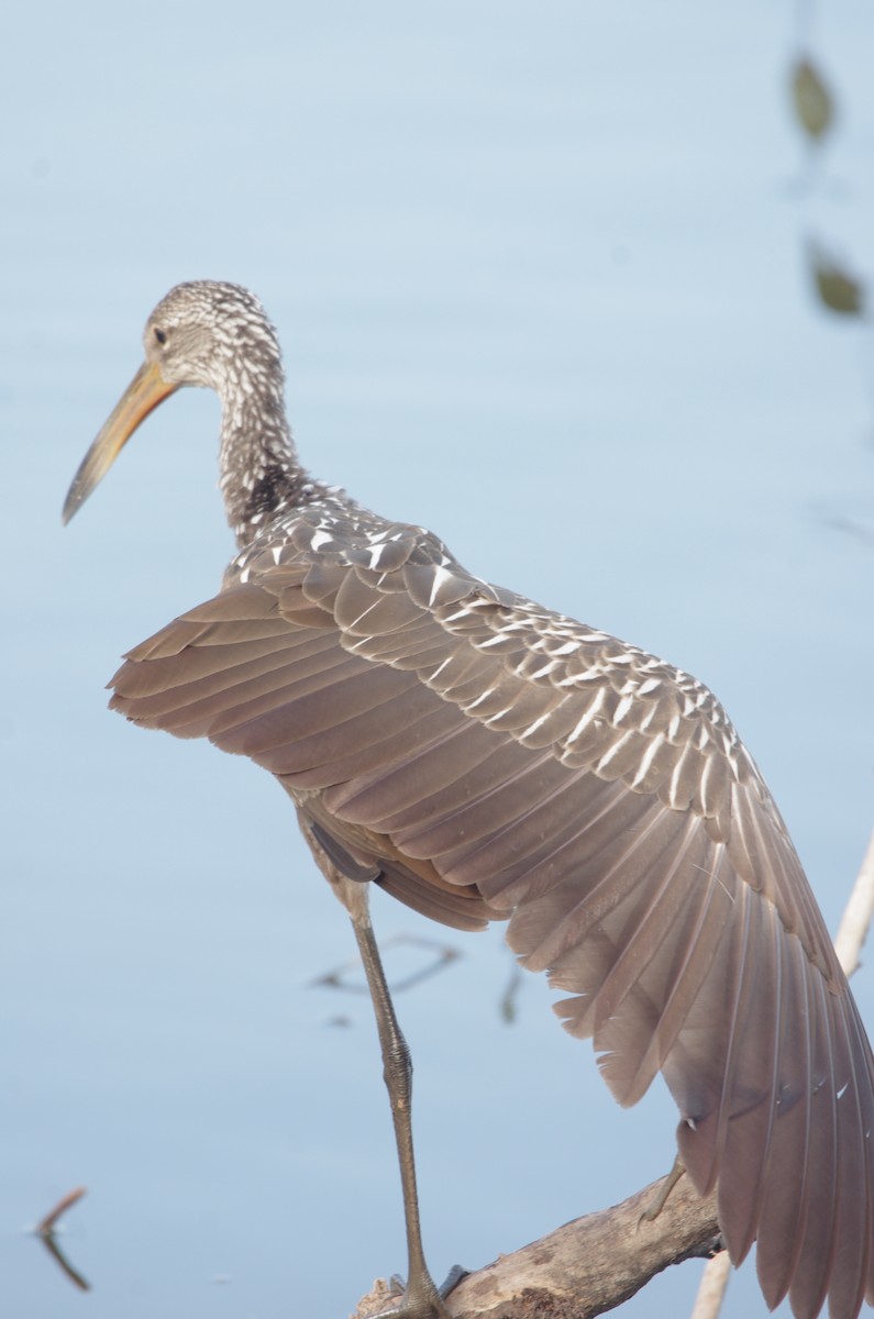 Limpkin - ML646949064