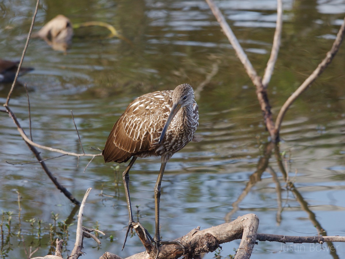 Limpkin - ML646949065