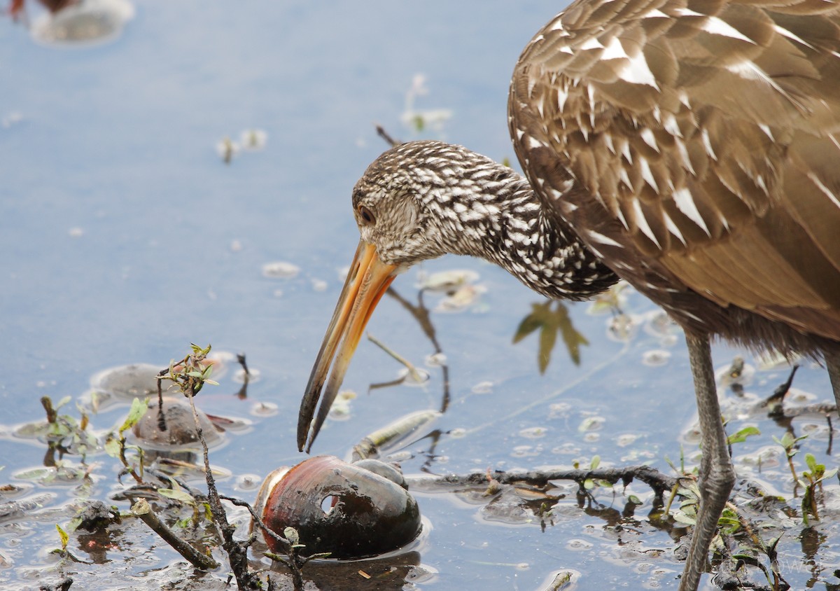 Limpkin - ML646949066