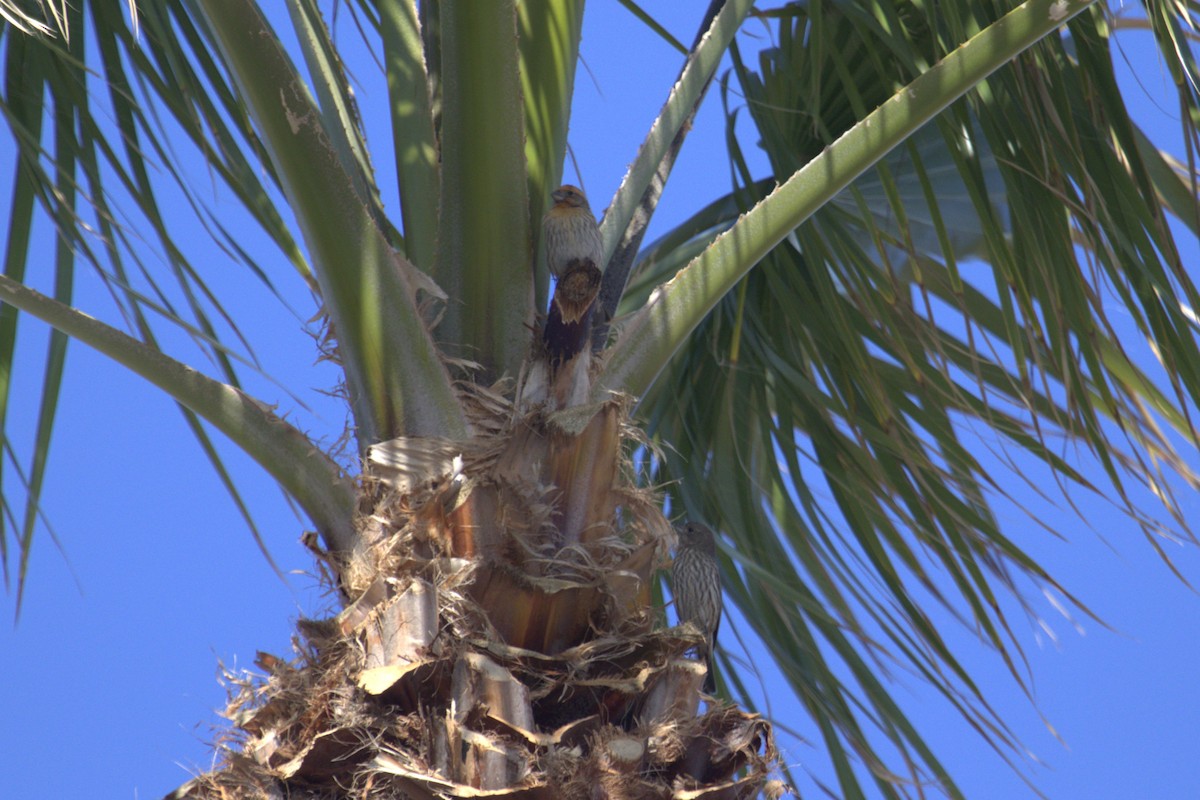 Roselin familier - ML646949076