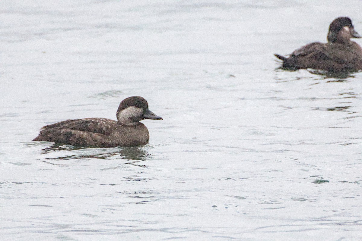 Black Scoter - ML646949080