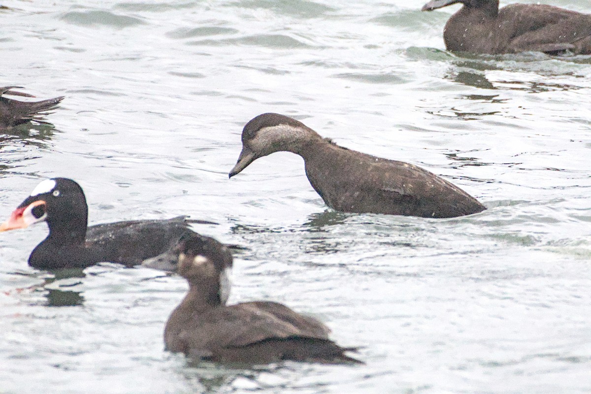 Black Scoter - ML646949081