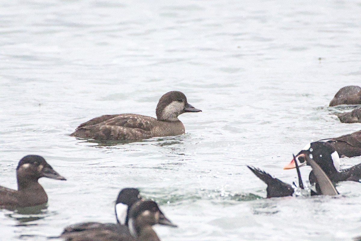 Black Scoter - ML646949082