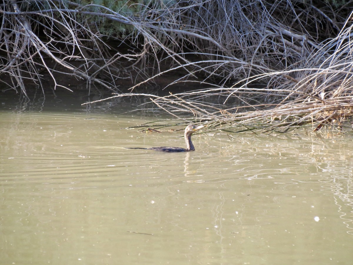 flodskarv - ML646949110