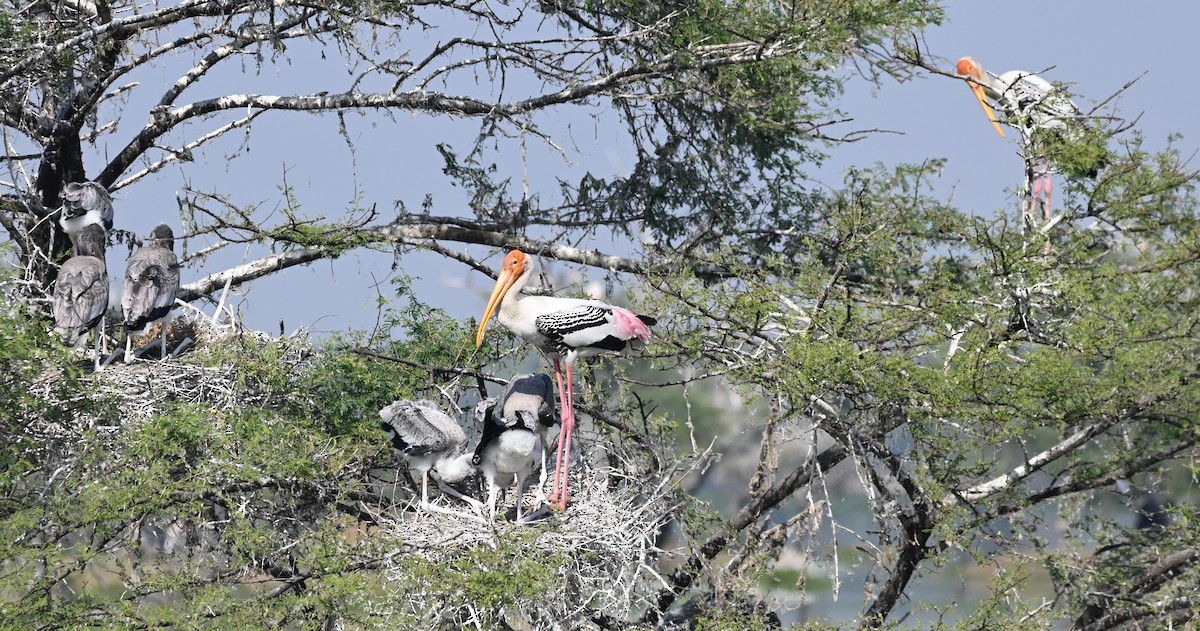 Painted Stork - ML646949115