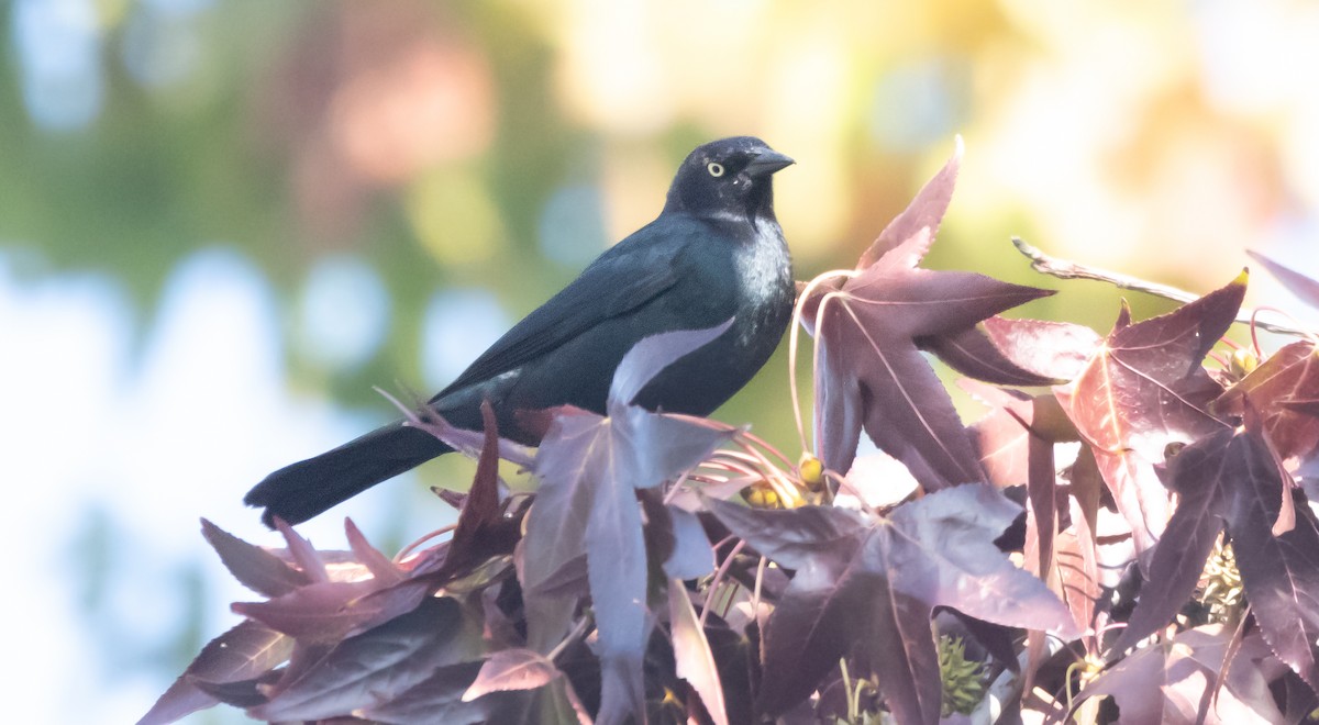 Brewer's Blackbird - ML646949129