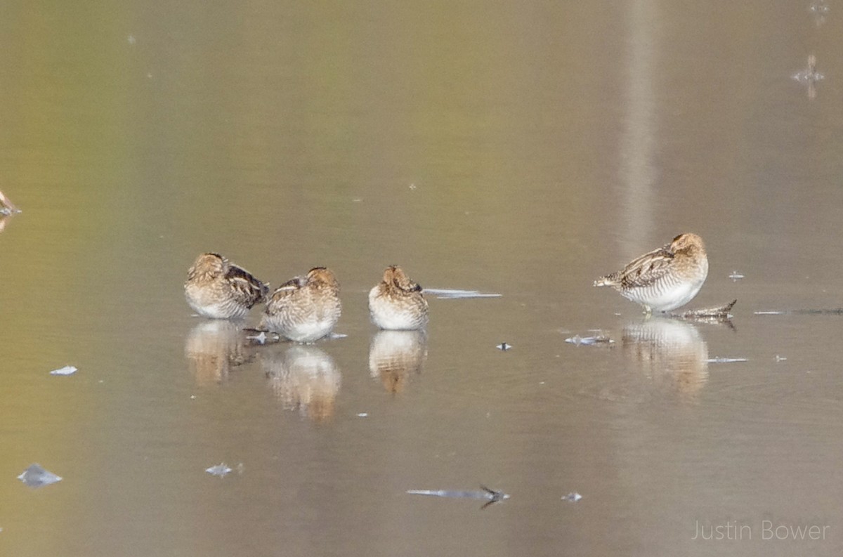 Wilson's Snipe - ML646949130