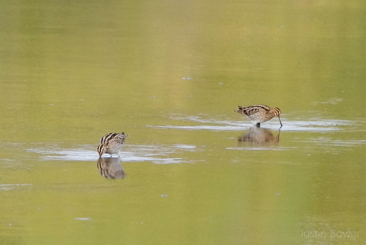 Wilson's Snipe - ML646949131