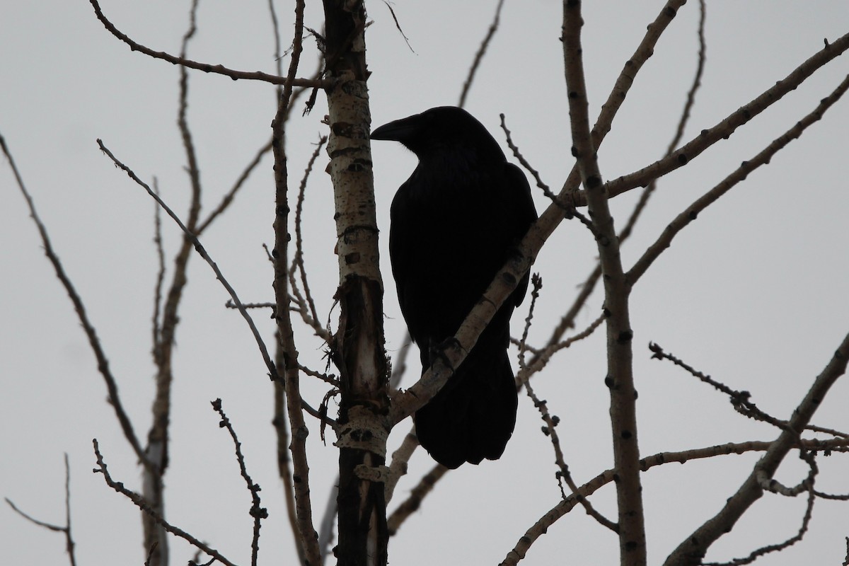 Erroi handia - ML646949132