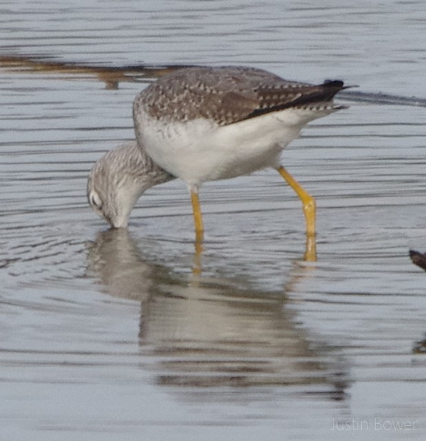 Greater Yellowlegs - ML646949139