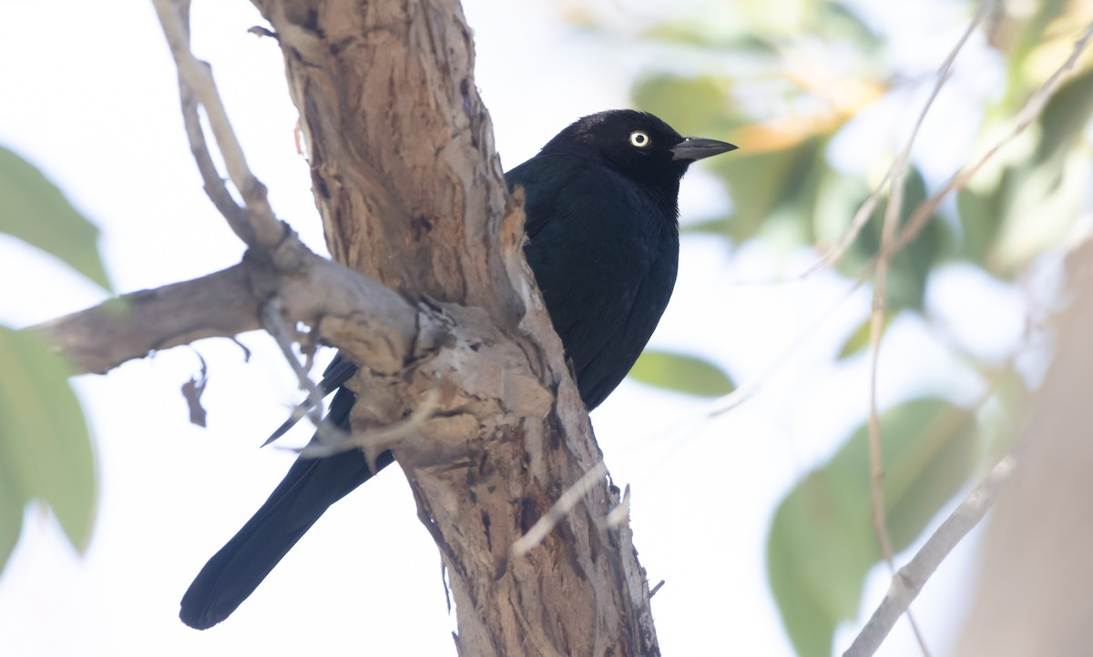 Brewer's Blackbird - ML646949140