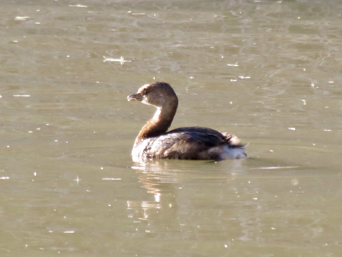 ringnebbdykker - ML646949147