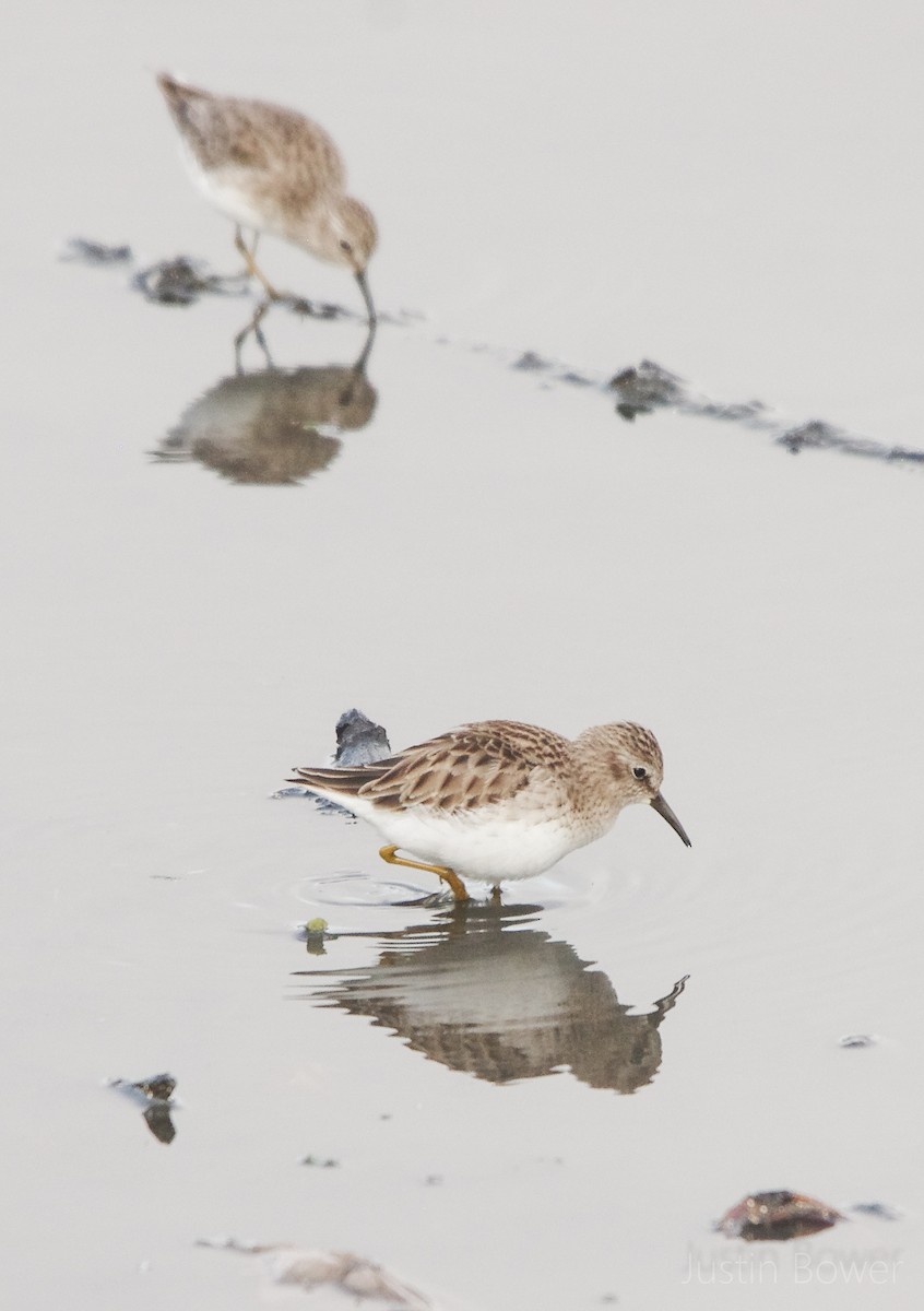 Gambecchio americano - ML646949153