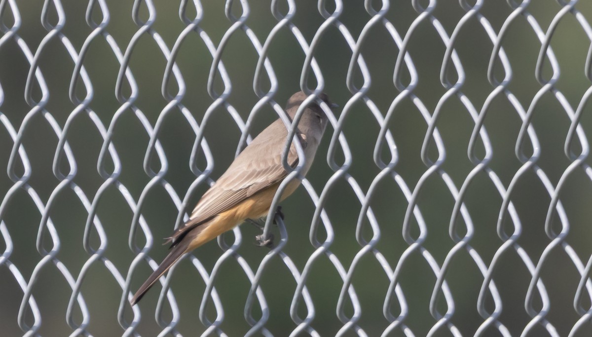 Say's Phoebe - ML646949154