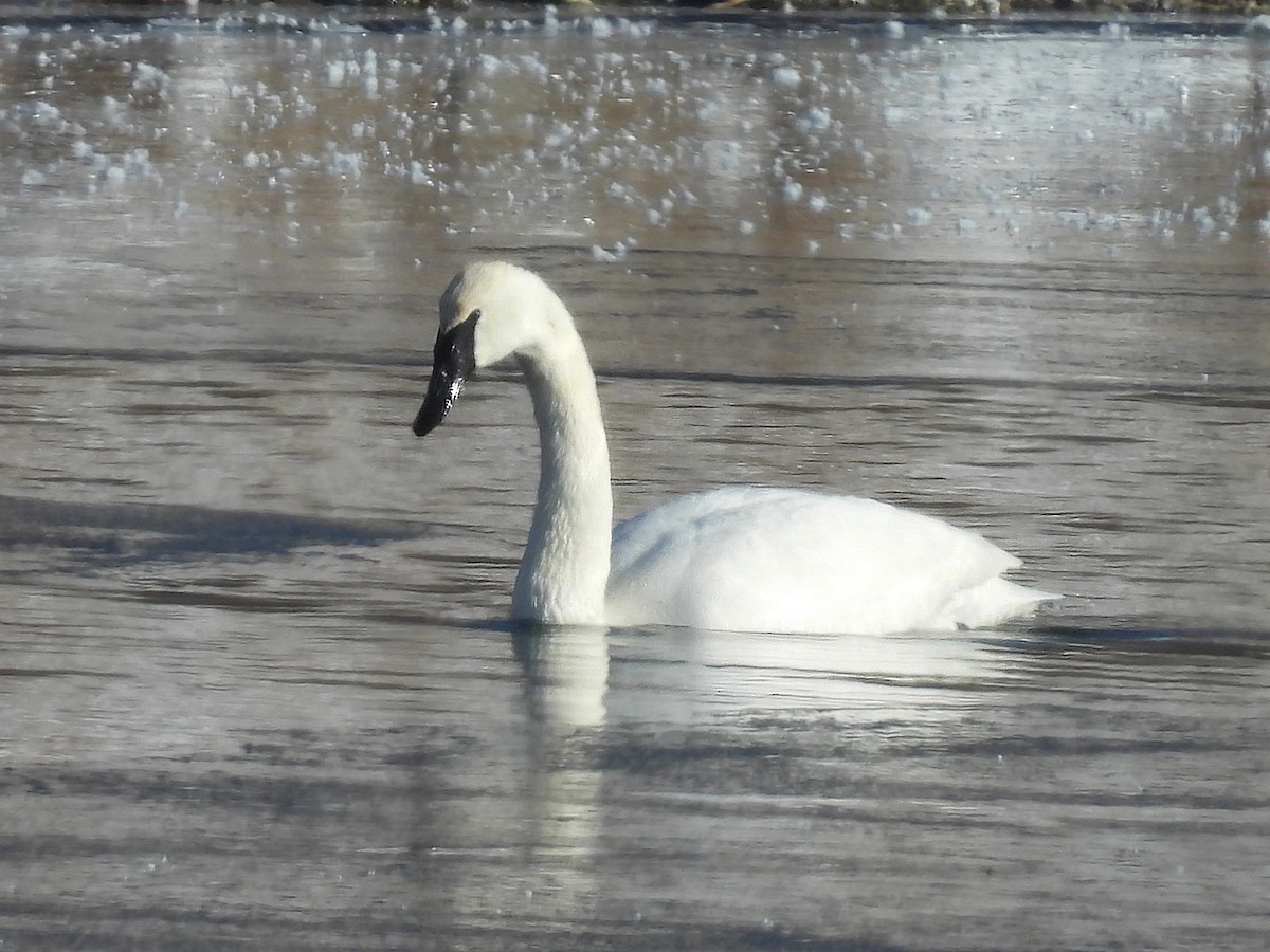 Trumpeter Swan - ML646949155