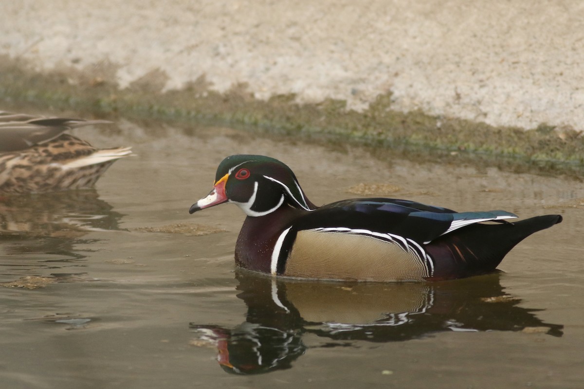 Каролінка - ML646949157