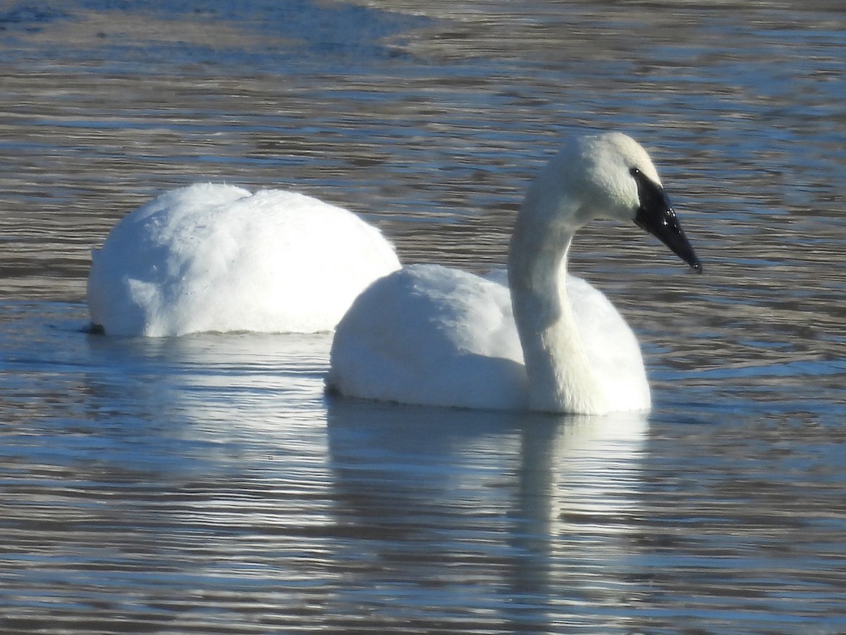 Trumpeter Swan - ML646949159