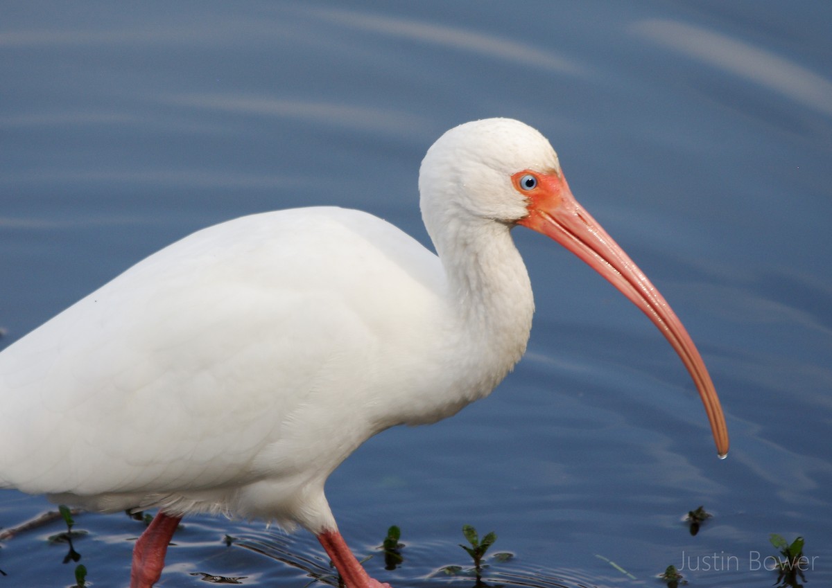 White Ibis - ML646949160