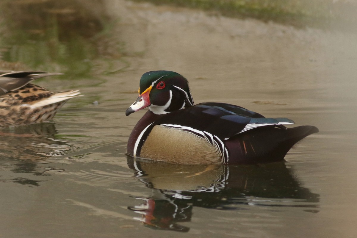 Каролінка - ML646949163