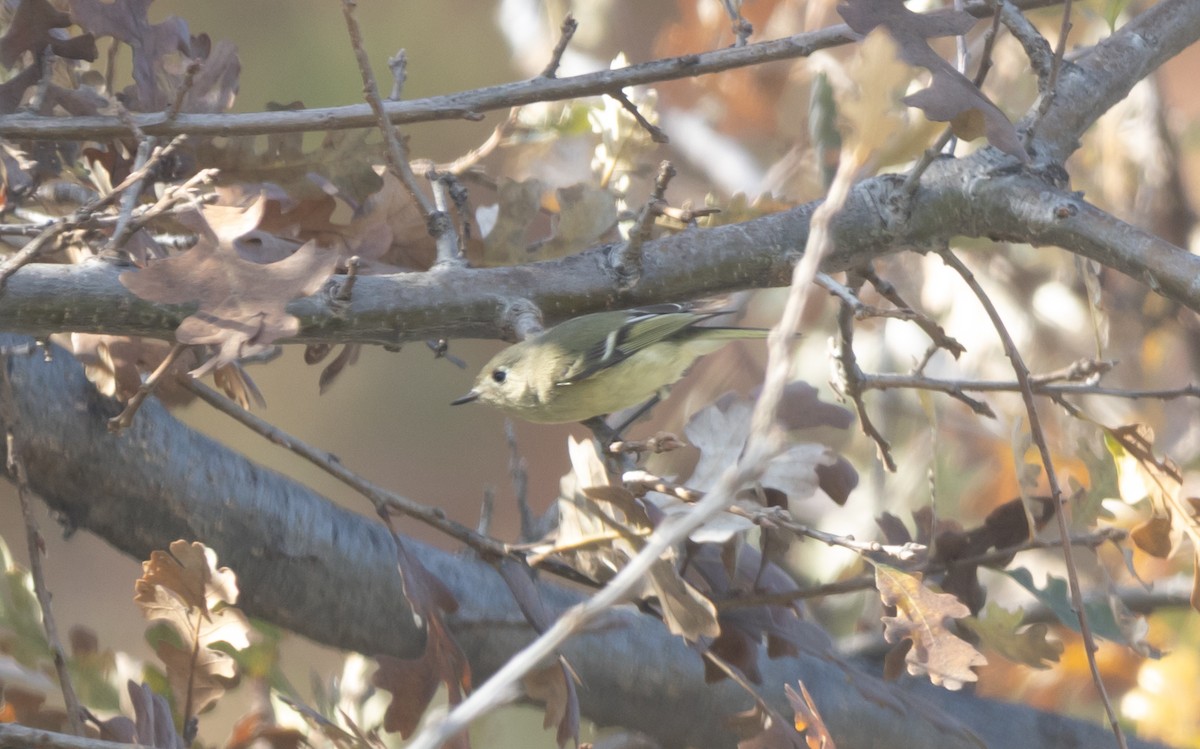 מלכילון אמריקני - ML646949170