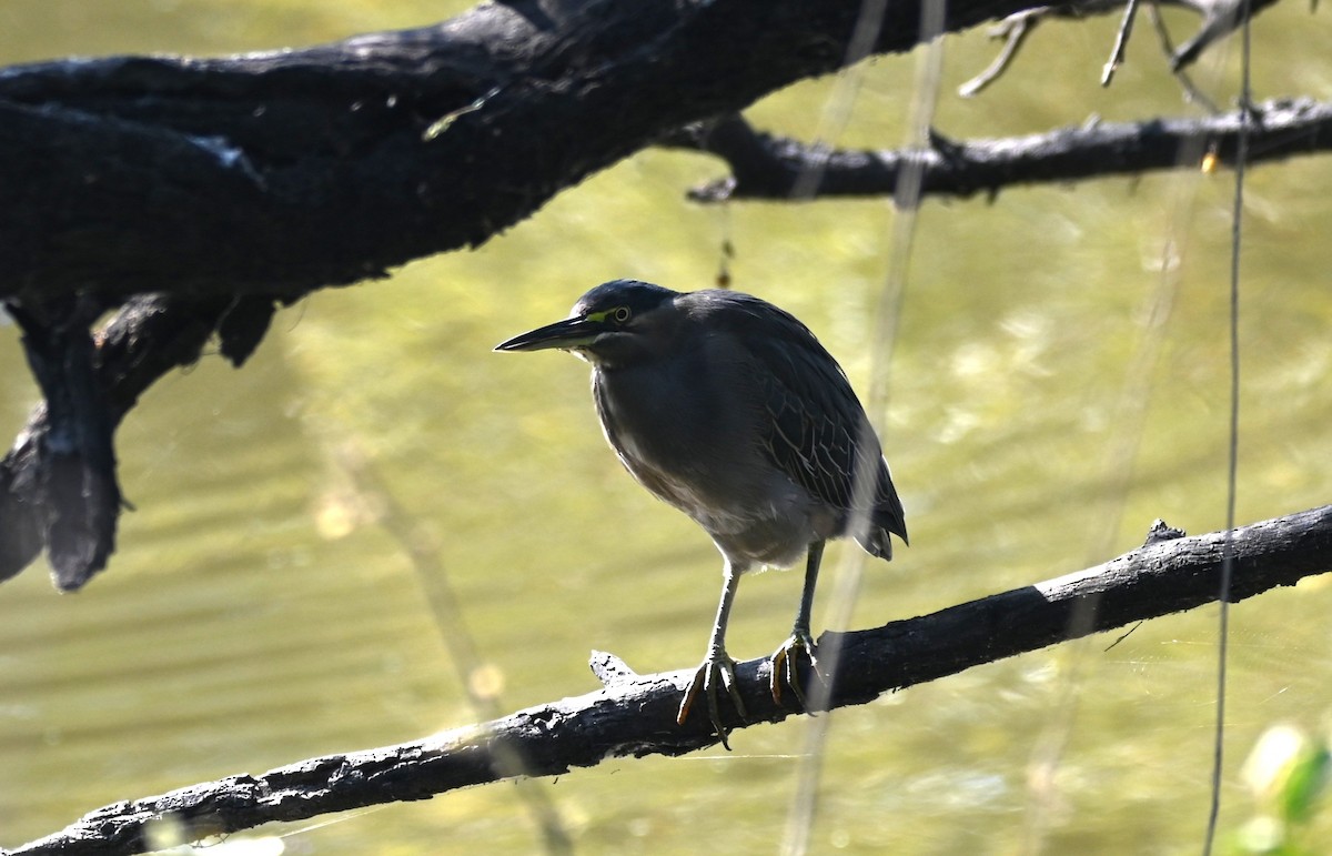 Little Heron - ML646949172