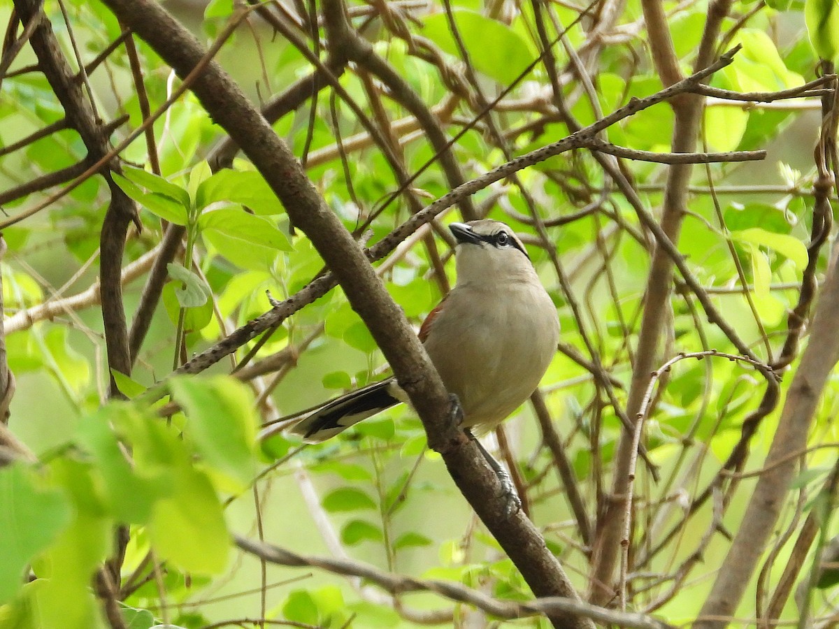 Txagra kaskanabarra - ML646949175