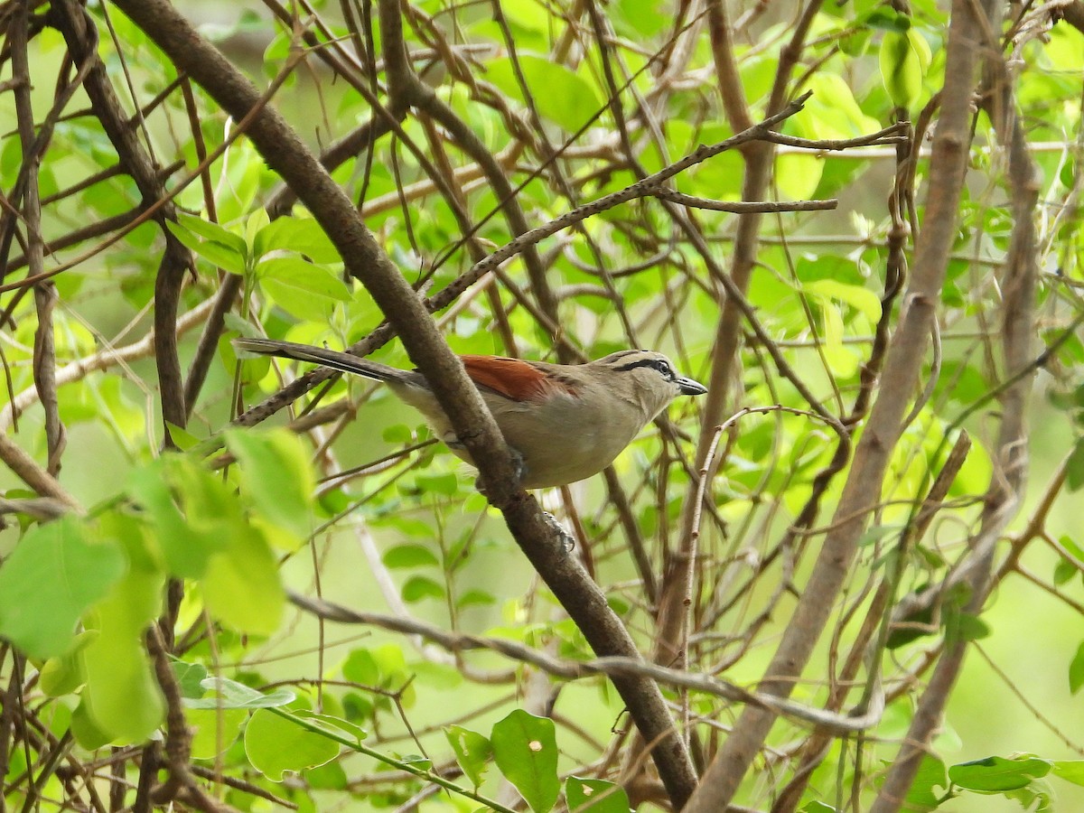 Txagra kaskanabarra - ML646949176