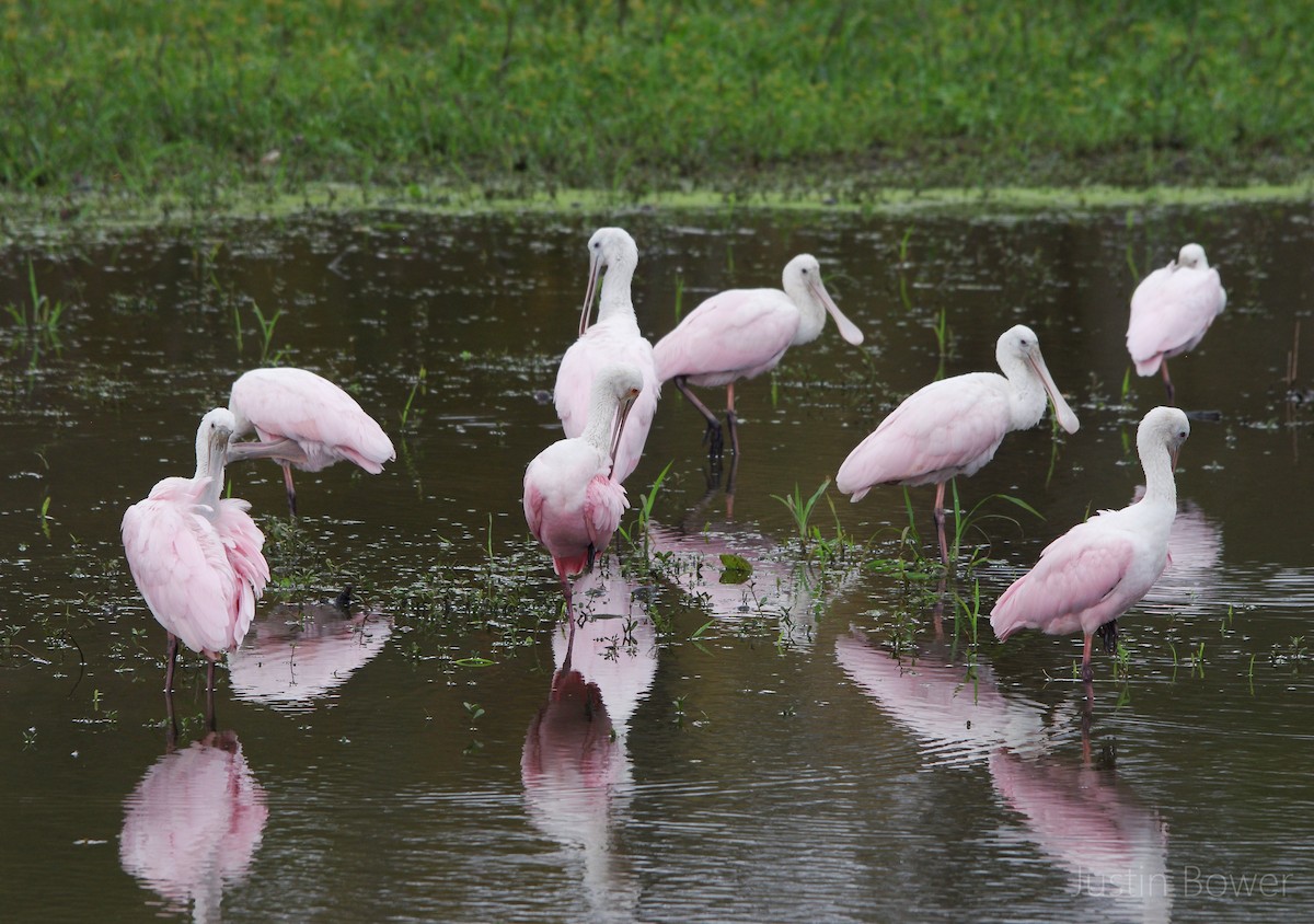 Espátula Rosada - ML646949178