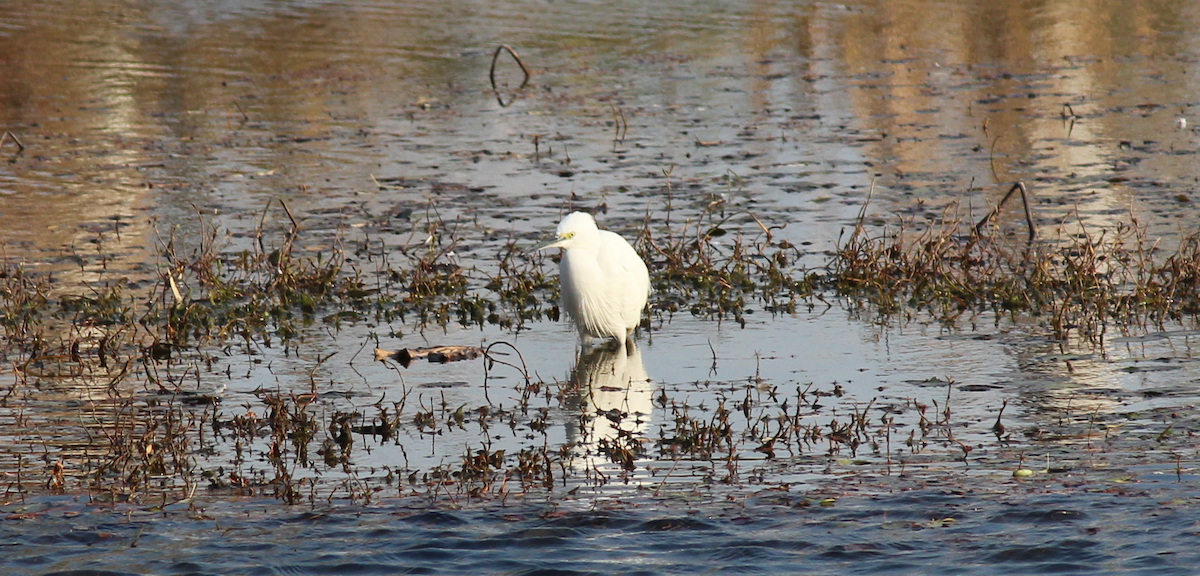 Seidenreiher - ML646949180