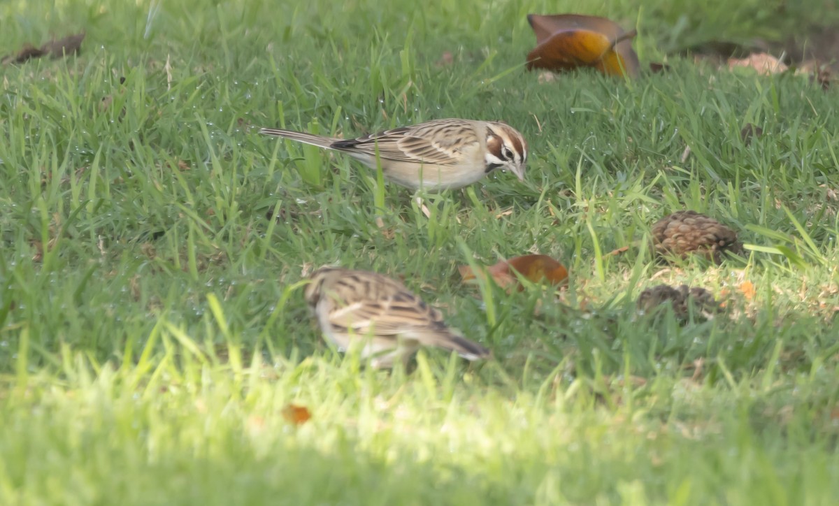 גיבתונית לבנת-גבה - ML646949182
