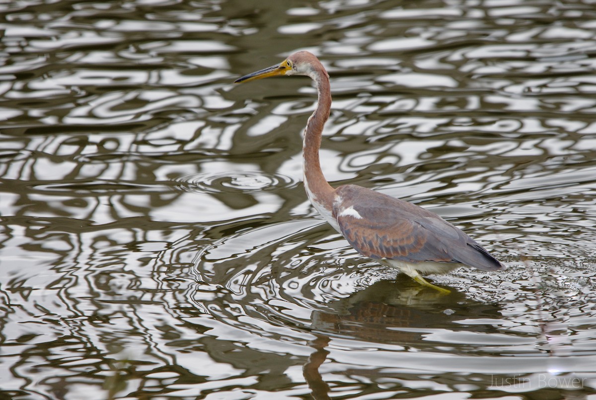 Tricolored Heron - ML646949183