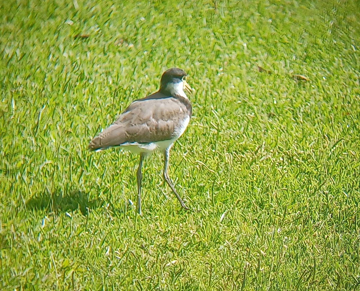 Masked Lapwing - ML646949185