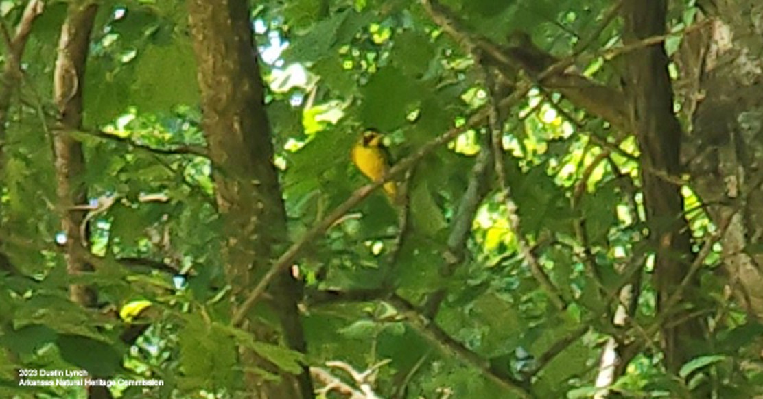 kentuckyparula - ML646949188