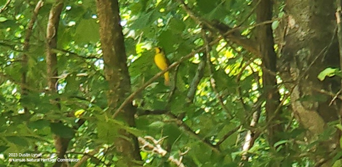 kentuckyparula - ML646949189