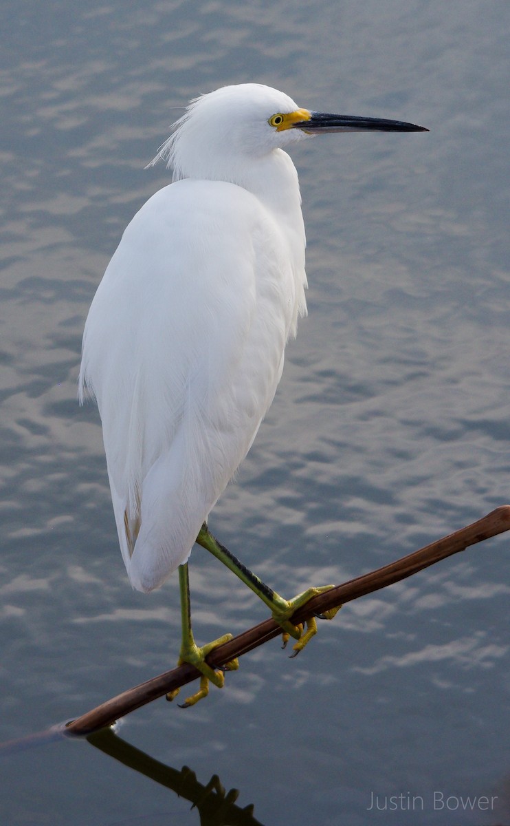 Snowy Egret - ML646949191