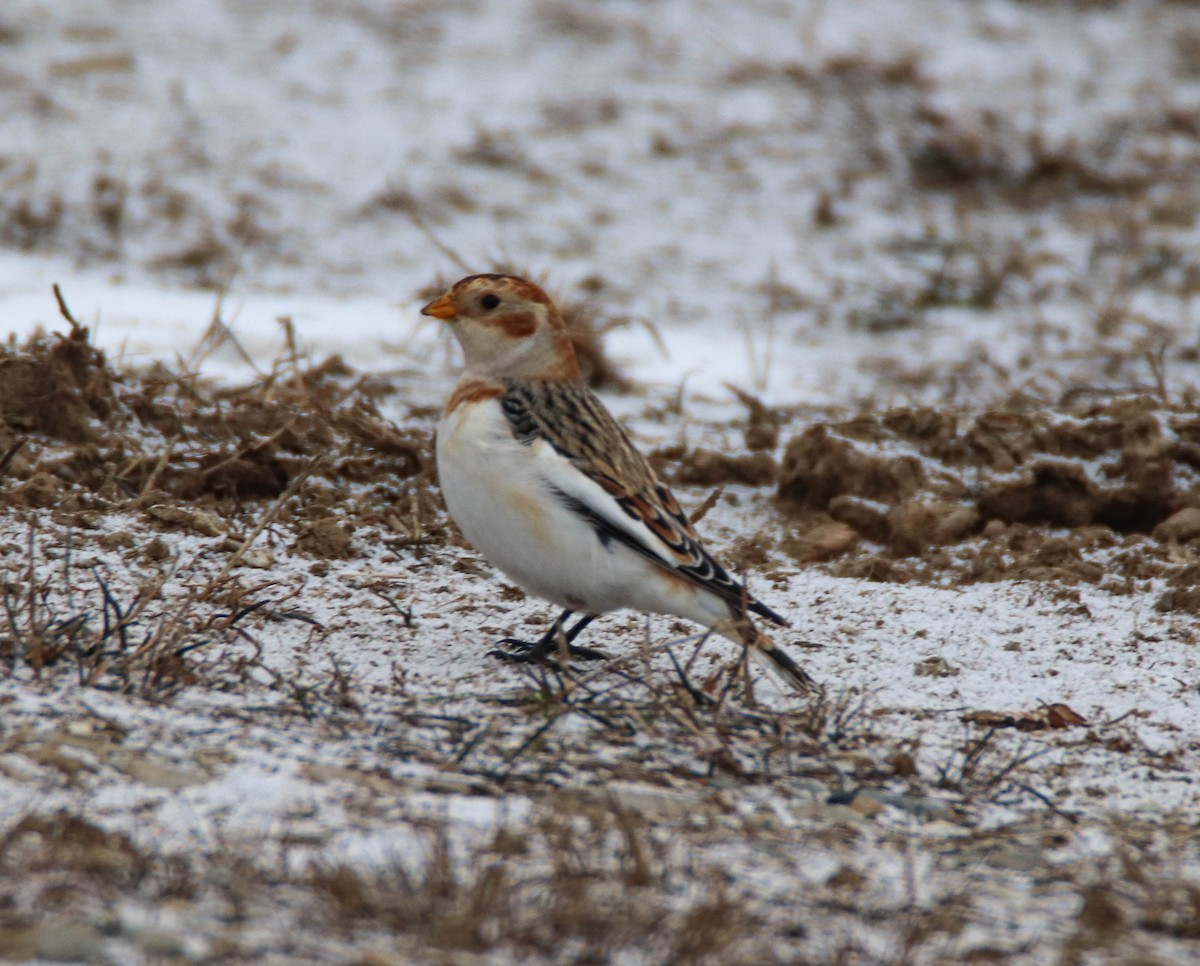Alaca Çinte - ML646949192