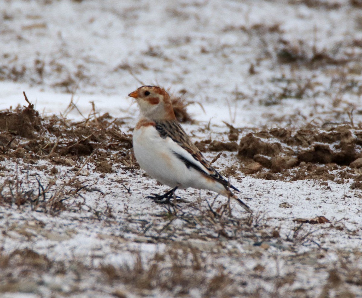 Alaca Çinte - ML646949193