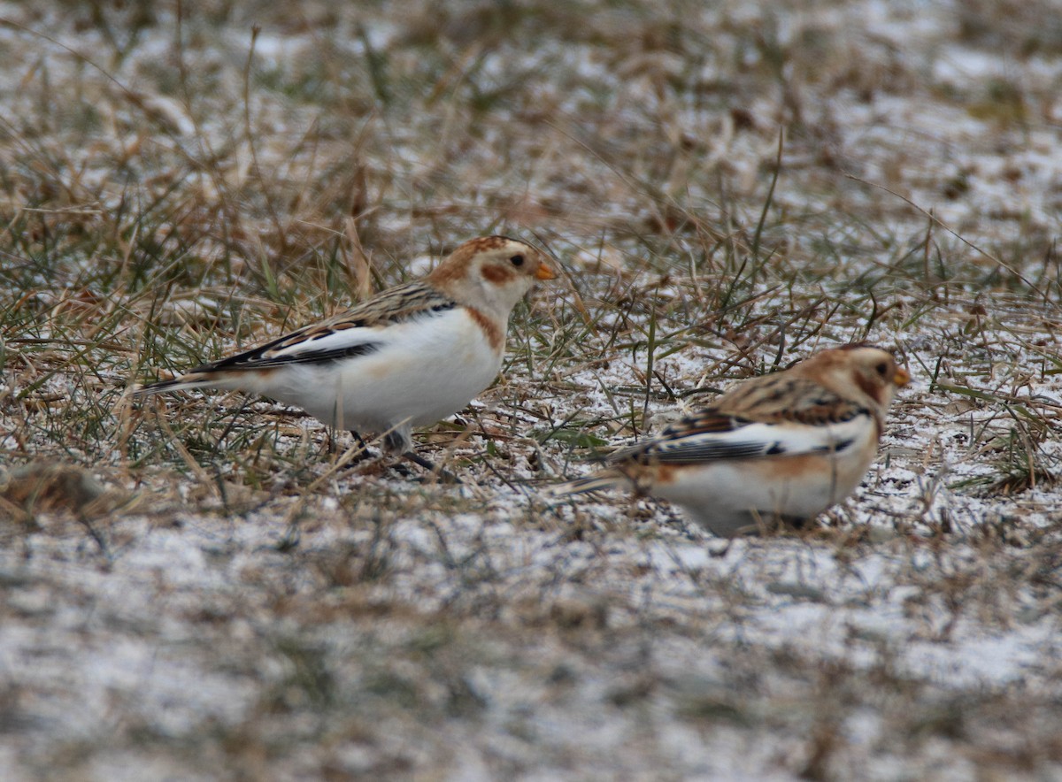 Alaca Çinte - ML646949194