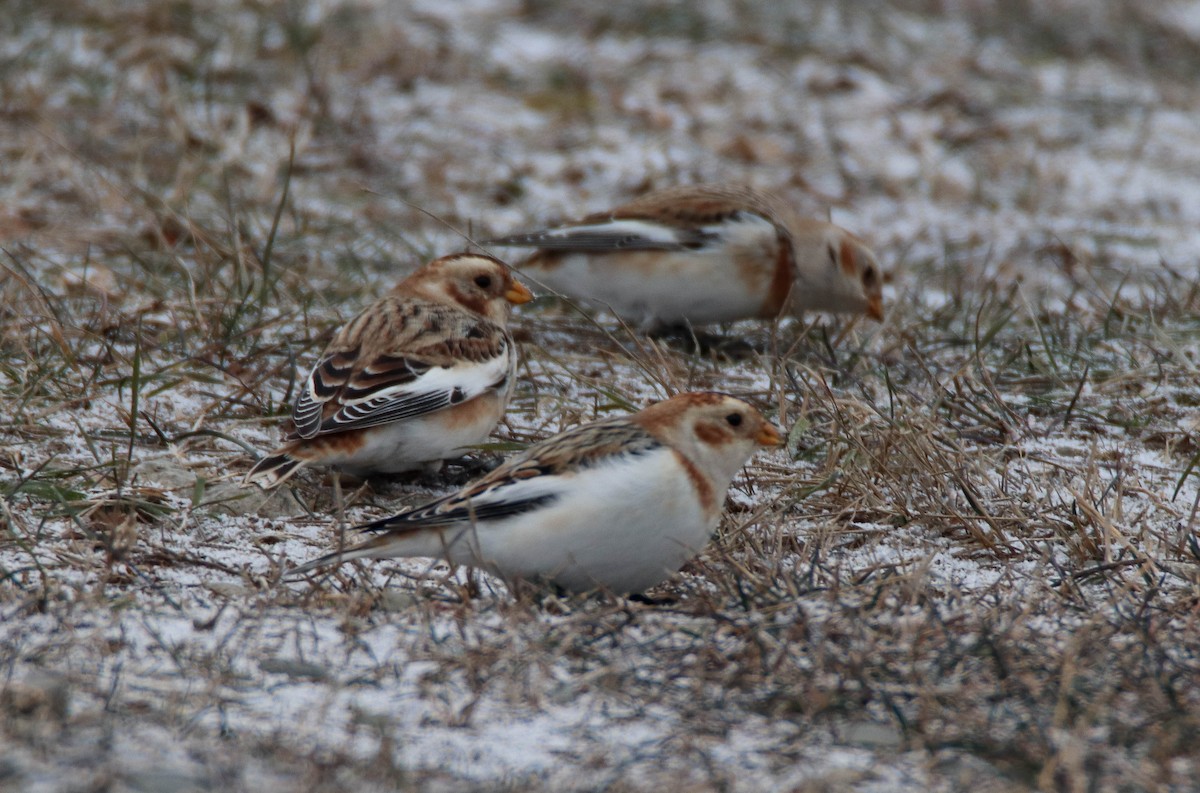Alaca Çinte - ML646949195