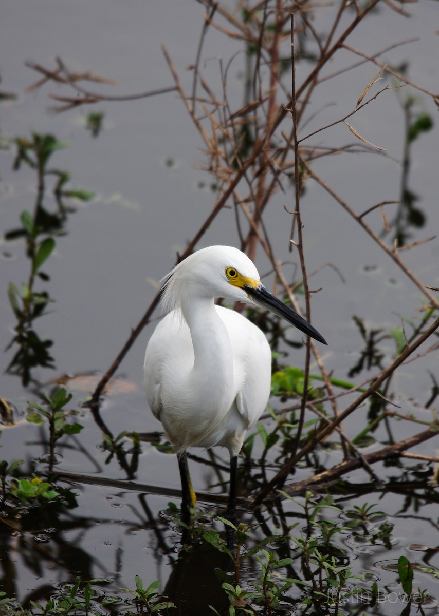 Snowy Egret - ML646949196