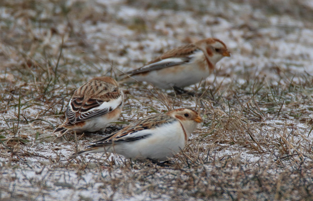 Alaca Çinte - ML646949197