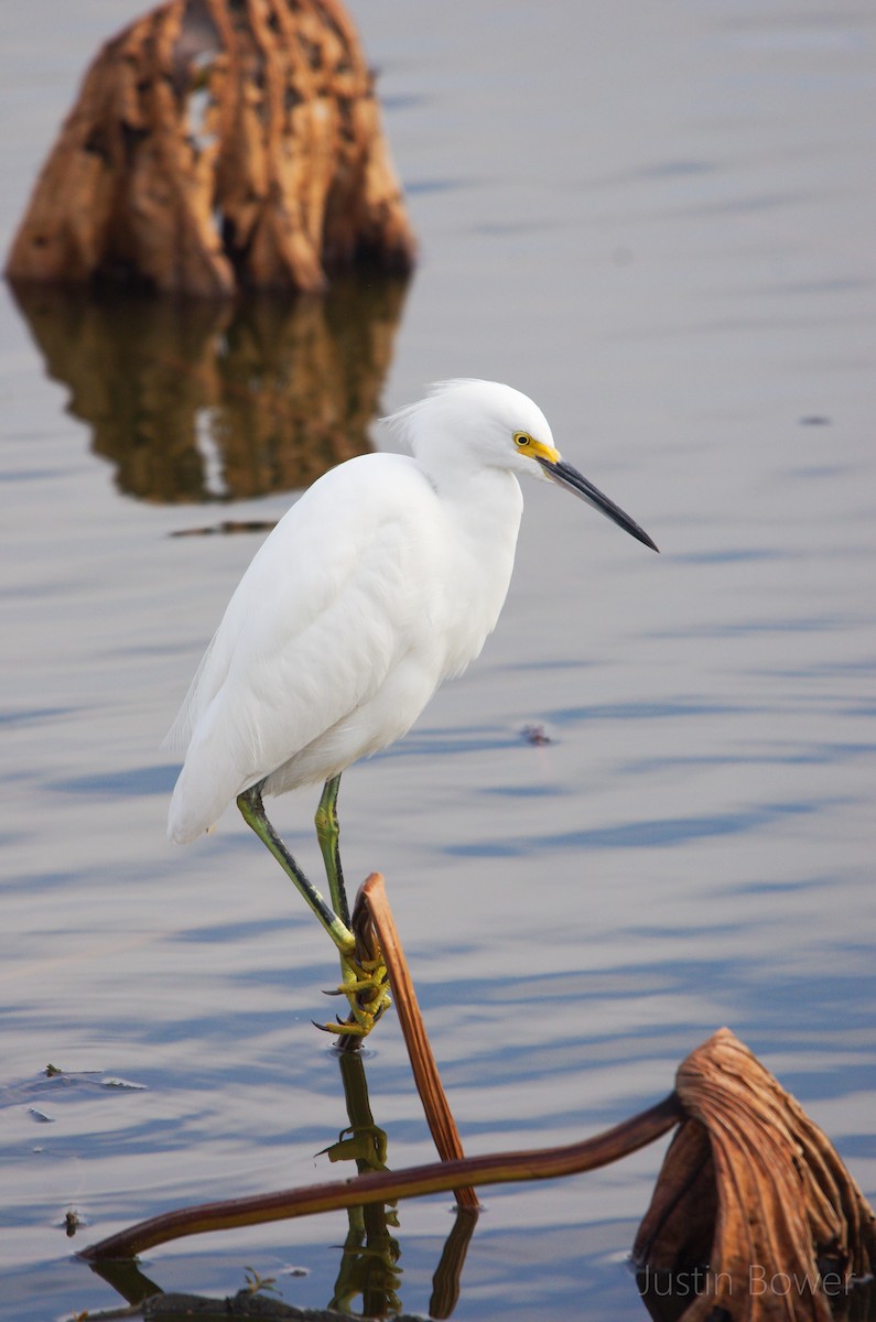 Snowy Egret - ML646949198