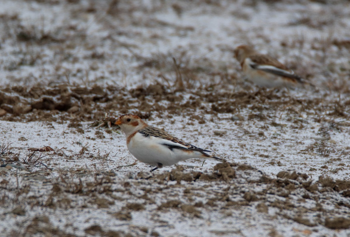 Alaca Çinte - ML646949199