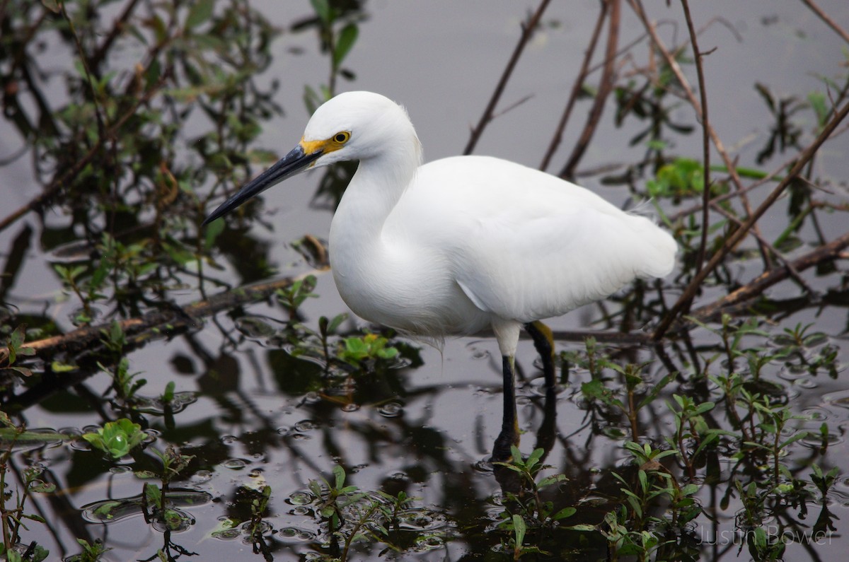 Snowy Egret - ML646949200