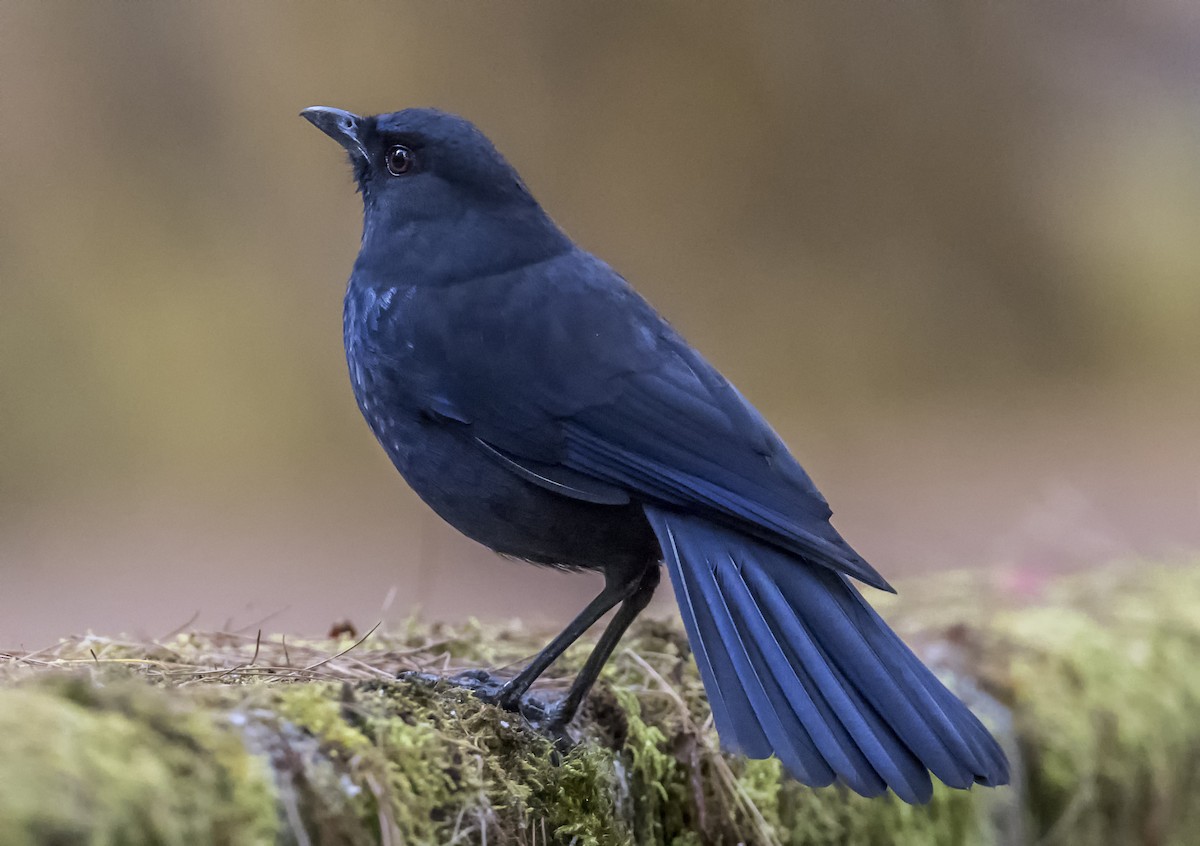 Taiwan Whistling-Thrush - ML646949201
