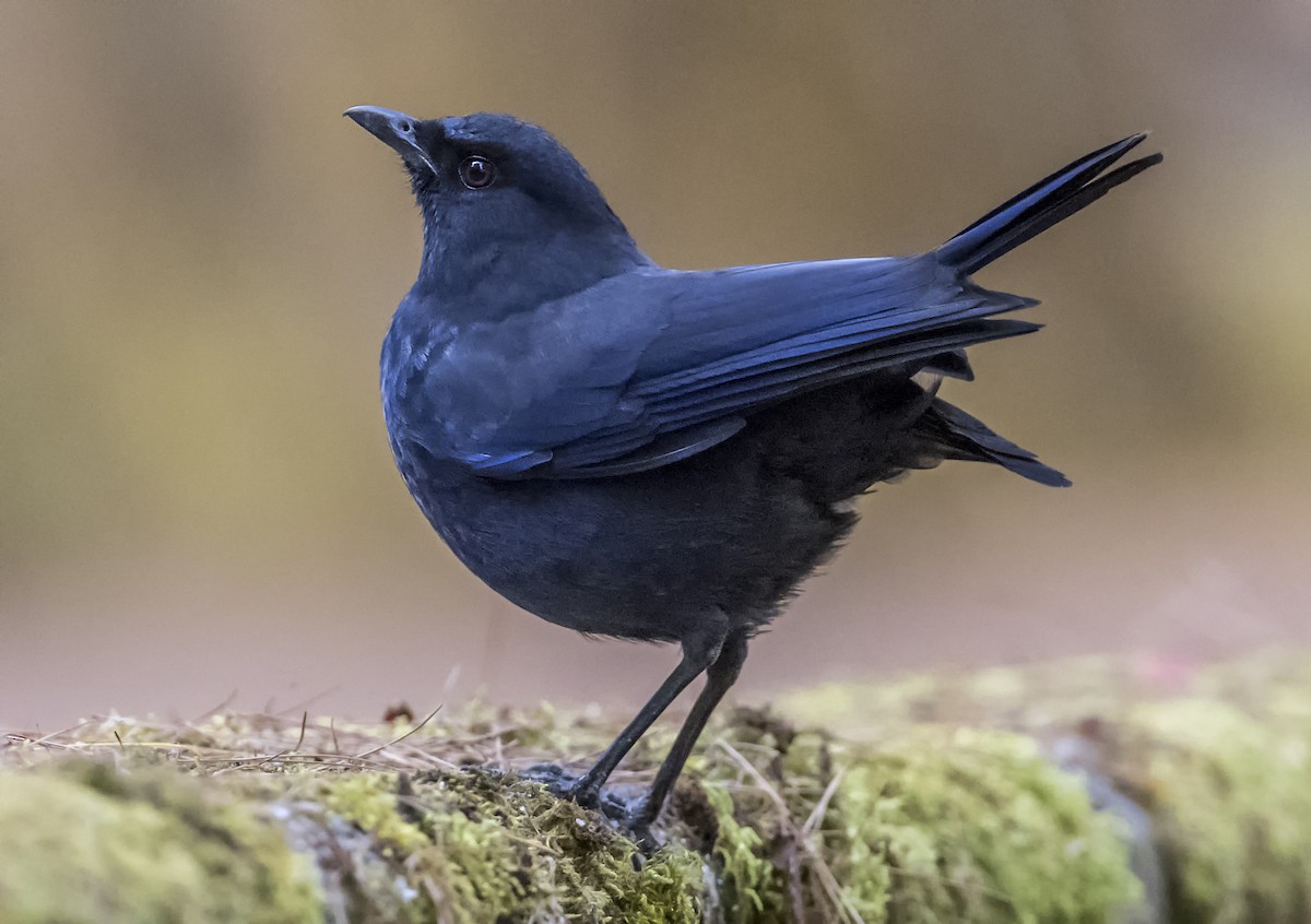 Taiwan Whistling-Thrush - ML646949202