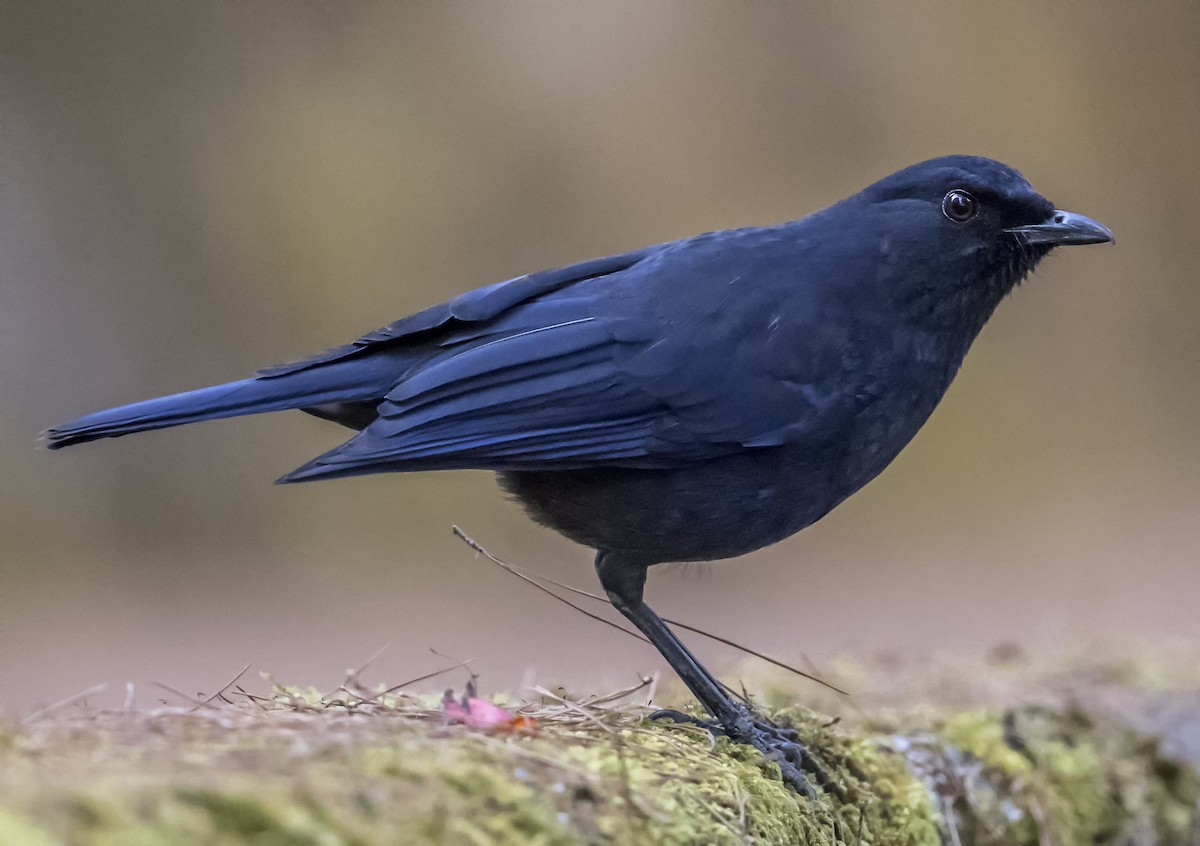Taiwan Whistling-Thrush - ML646949204