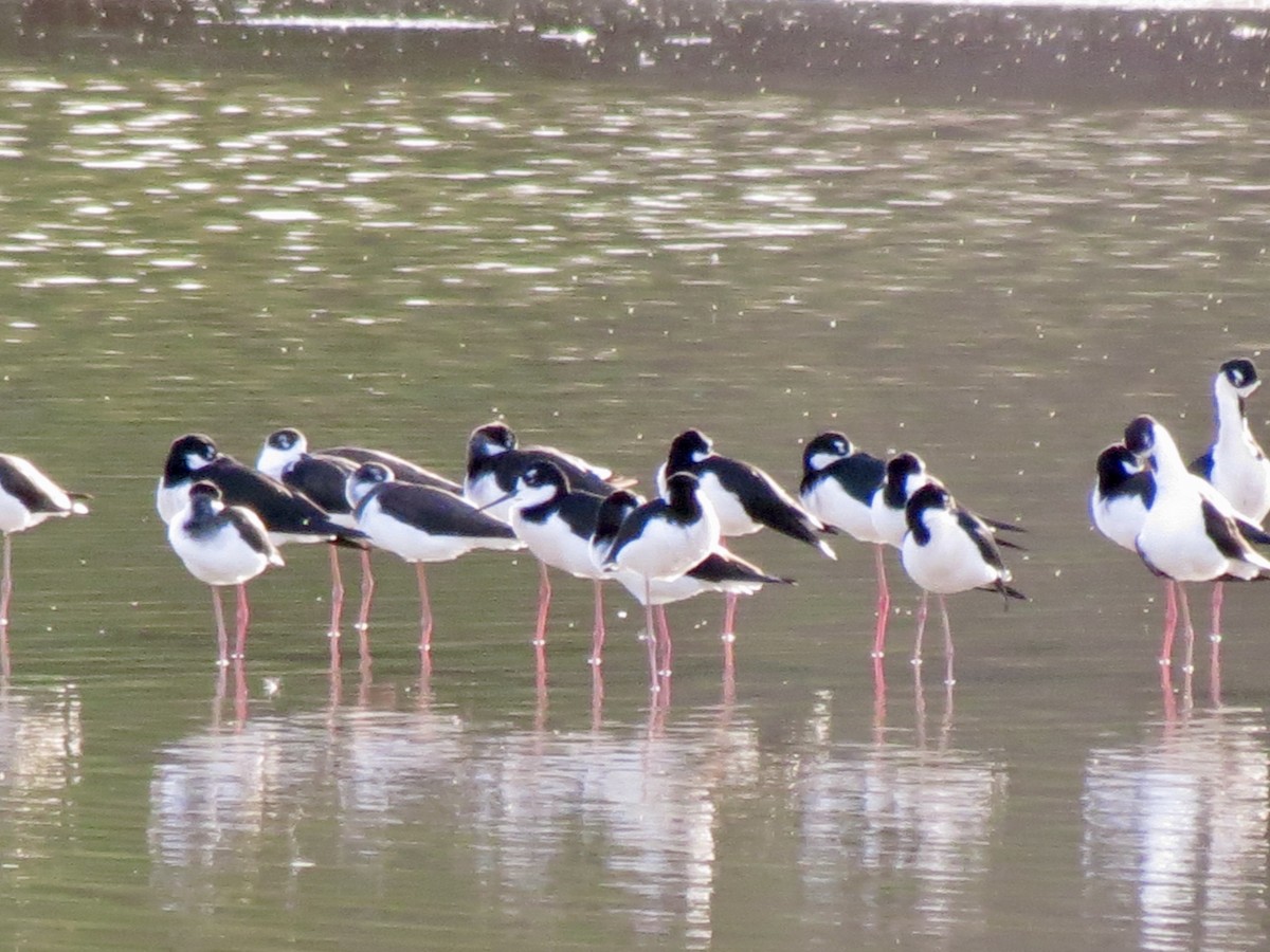 svartkronestylteløper - ML646949205